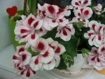 DSC01151